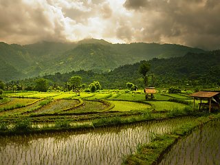 Malerische Reisterrassen und -felder erleben Sie auf Ihrer Yoga-Reise aufder indonesichen Insel Bali