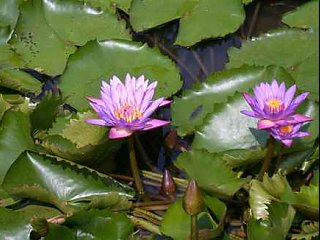 national flower