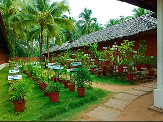 Genießen Sie frische Kräuter aus dem eigenen Garten im Nattika Beach Resort