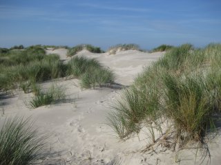 Nur 5 Gehminuten liegen zwischem dem Naturhotel Baltrum und dem lange weißen Sandstrand 