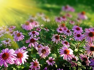 Sonnenbad für die Blumen