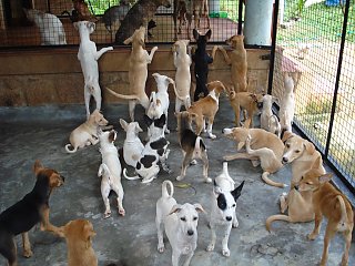 Neuer, überdachter Auslauf für die Hunde bei People for Animals Indien