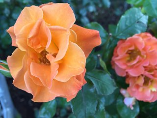 Der Kurpark auf der Nordseeinsel Baltrum beherbergt eine bunte Rosenvielfalt