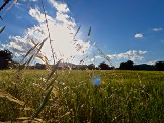 Gräser schaukeln im Wind während die Sonne auf die Wiesen und Felder Mallorcas strahlt