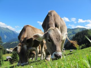 Die Alpenregion Österreichs begeistert im Urlaub in den Bergen mit ihrer Genügsamkeit