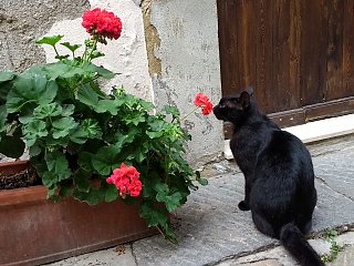 Der kleine Bewohner schnuppert neugierig an einer duftenden Blume