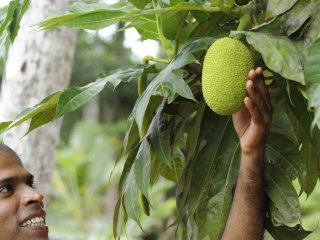 Früchte im Bimbarayam Klostergarten nahe beim Ayurvie