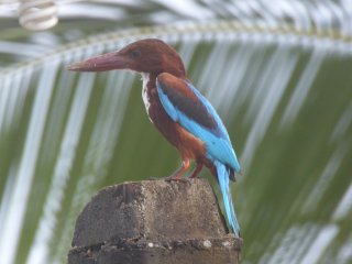 Sri Lanka lockt mit einer atemberaubenden Naturvielfalt 