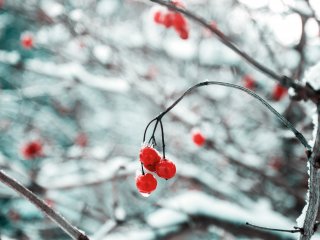 Rote Beeren in weißer Schneelandschaft 