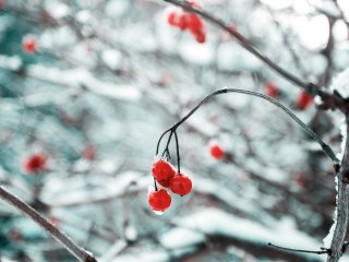 Rote Beeren in weißer Schneelandschaft 