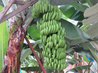 Hier auf Madeira wachsen sogar Bananen. 