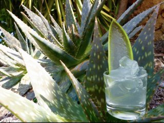 Genießen SIe einen Aloe Vera Drink, bevor Sie in Ihre Finca Son Mola Vell zurückkehren 