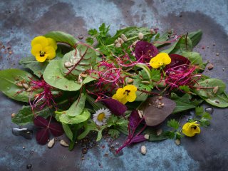 Eine gesunde Mahlzeit für den Frühling: Mischsalat von Wildkräutern und Stiefmütterchen in Traubenkernöldressing