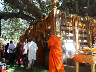 Der heilige Bodhi Baum auf dem Gelände des Mahabodhi-Tempels in Bodhgaya 
