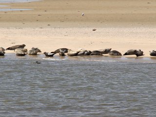 Auf der Fähre nach Baltrum hat man die Chance an einer Seehundkolonie vorbei zu fahren