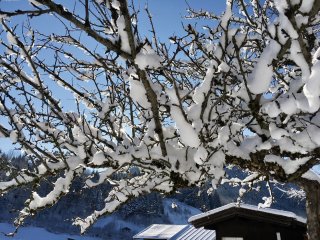 Mit Schnee verzierte Äste in Tirol