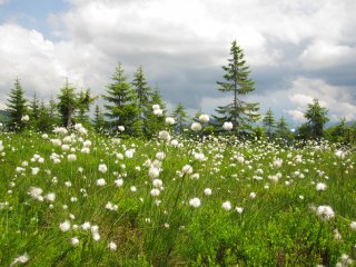 Sommer im Allgäu