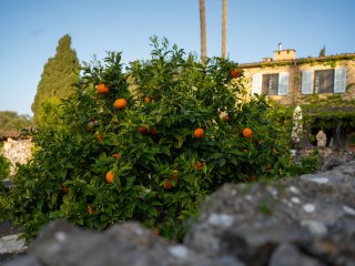 Genießen Sie leckere Orangen aus dem eigenen Garten