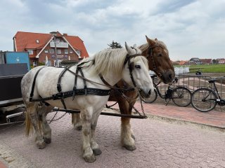 Eine gemütliche Kutschfahrt auf Baltrum.
