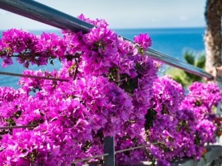 Von Madeira findet man immer wieder Ausblicke auf den Atlantik.