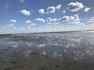 Genießen Sie Spaziergänge durch das Wattenmeer