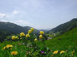 Trollblumen im Tal von Balderschwang