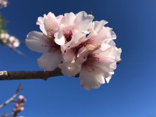 Die Mandelblüten Saison auf Mallorca ist eine Reise wert