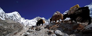 Yaks in den Bergen Himalayas