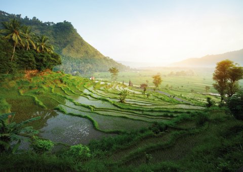 Reis-Terrassen in den Bergen von Bali