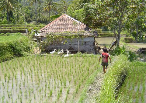 Bali Yoga und Active Reisfeld