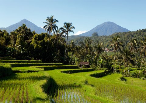 Bali Reiseterrassen