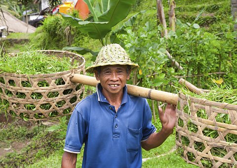 Bali Wanderbares Bali Reisernte