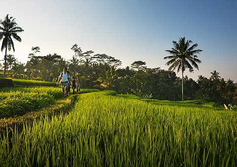 Erkunden Sie bei einem Ausflug die berühmten Reisfelder von Bali