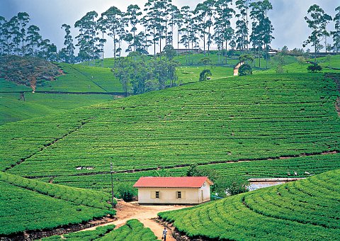 Titel: Baustein Sri Lanka Verlängerungsreisen