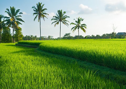 Grünes Meer mit Palmen