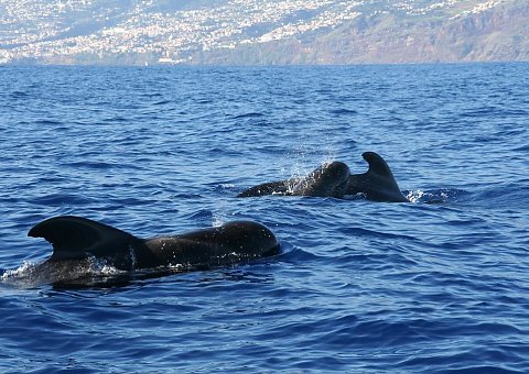 Whale Watching auf der Insel Madeira