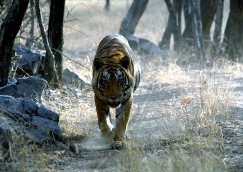 Wilde Tiere hautnah erleben können Sie im Ranthambore-Nationalpark