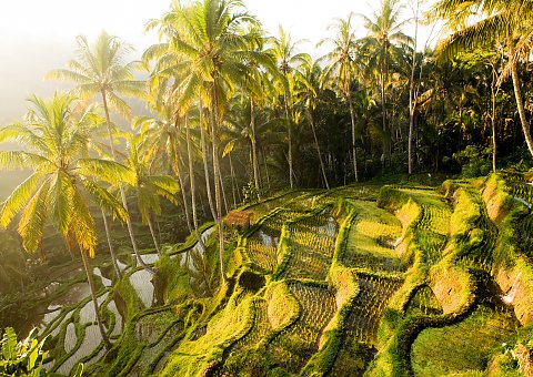Balis Reisterrasen sind typisch für das Landschaftsbild der Insel