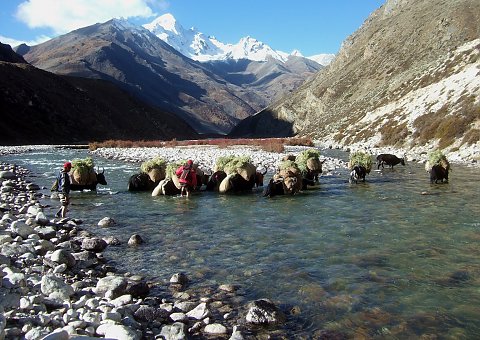 Beim Trekking im Limi Tal in Tibet treffen Sie auf Yaks, die den Limi Khola Fluss durchqueren
