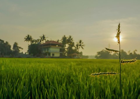 Umgeben von Natur bietet das Athreya Ihnen während Ihrer Ayurvedakur Ruhe pur