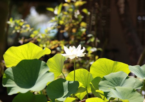 Die Lotus VIlla hat neben einem Pool auch einen gepflegten Garten