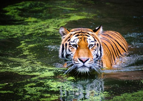 Im der nordwestlichen Provinz Rajasthans bekommen Sie mit etwas Glück einen Tiger zu Gesicht