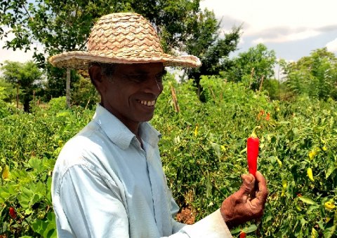 Frische Paprika aus dem eigenen Garten des Ayurvie Sigiriya Retreats