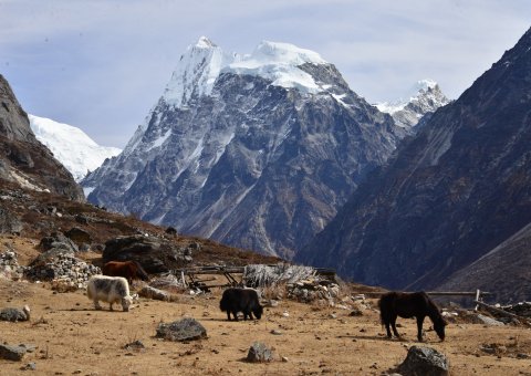 Yaks vor dem Langshisha Ri Berg 