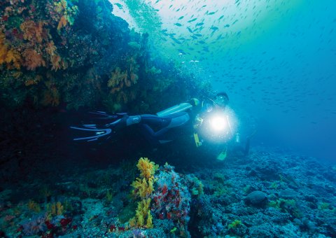 Tauchen Sie ab in die beeindruckende Unterwasserwelt des indischen Ozeans