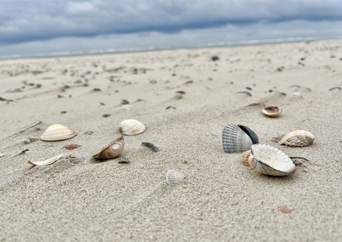 Das Naturhotel Baltrum ist nur fünf Gehminuten vom weißen Sandstrand entfernt