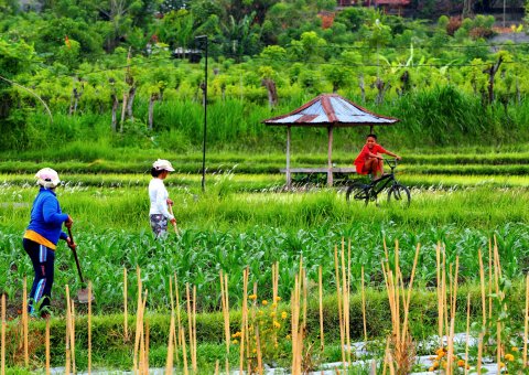 Die üppigen Reisfelder auf Bali