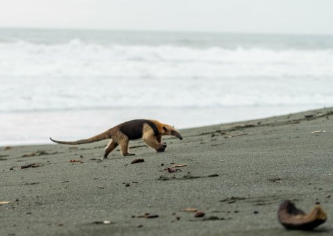 Ein Ameisenbär erkundet den Sandstrand