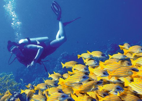 Entdecken Sie die Unterwasserwelt der Malediven