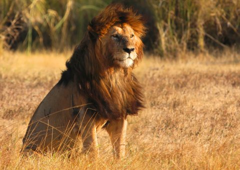 Ein Löwe im Ngorongoro Krater